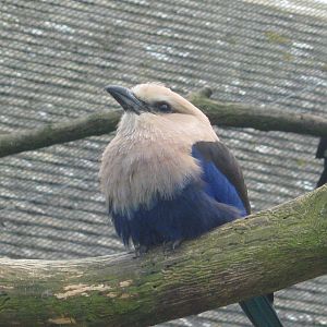 Blue-Bellied Roller.