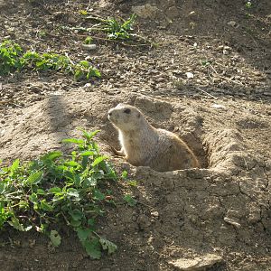 Prairie Marmot 2012.