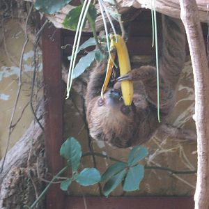 Sloth feeding 2012.