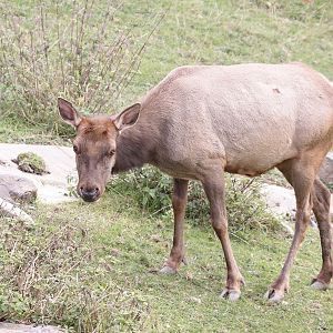 Tule Elk (Cervus elaphus nannodes)