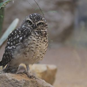 Burrowing Owl (Athene cunicularia)