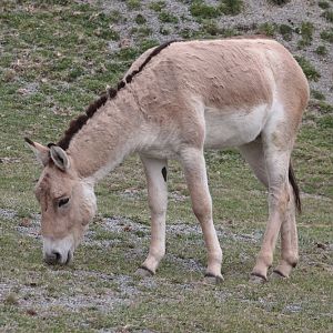 Kulan (Equus hemionus kulan)