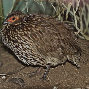 Yellow-necked Francolin (Francolinus leucoscepus)