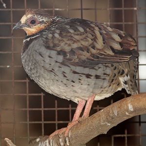 Collared Hill-partridge (Arborophila gingica)