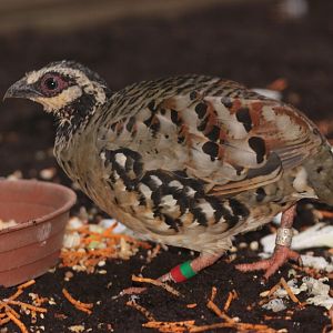 Bar-backed Partridge (Arborophila brunneopectus)