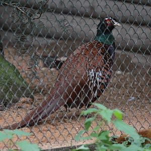 Sichuan-Pheasant (Phasianus colchicus strauchi)