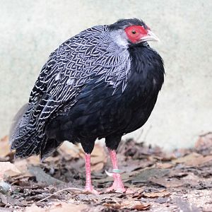 Lewisi's Silver Pheasant (Lophura nycthemera lewisi)