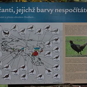 Information-board about Phasianus colchicus subspecies