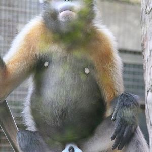 Male Grey snub-nosed monkey (Rhinopithecus brelichi)