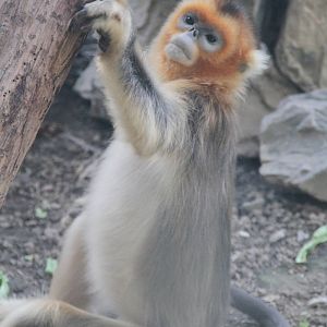 Female Golden Snub-nosed Monkey (Rhinopithecus roxellana)