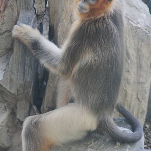 Female Golden Snub-nosed Monkey (Rhinopithecus roxellana)