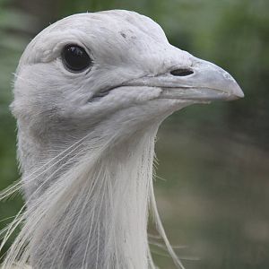 Great Bustard (Otis tarda)