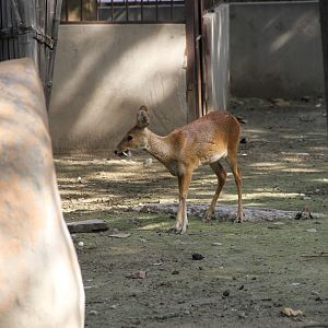 Chinese Water Deer (Hydropotes inermis inermis)