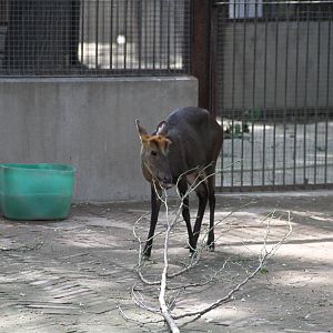 Hairy-fronted Muntjac (Muntiacus crinifrons)