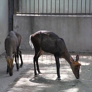 Hairy-fronted Muntjac (Muntiacus crinifrons)