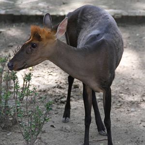 Hairy-fronted Muntjac (Muntiacus crinifrons)