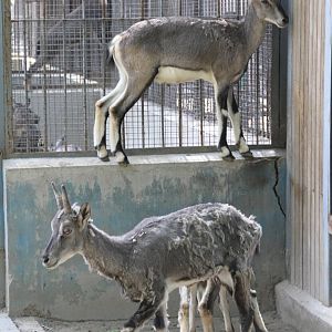 Blue Sheep (Pseudois nayaur)