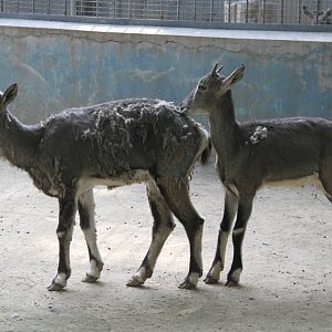 Blue Sheep (Pseudois nayaur)