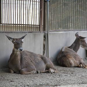 Thorold's deer (Cervus albirostris)