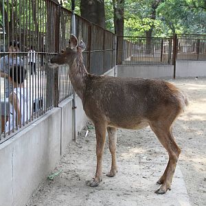 Thorold's deer (Cervus albirostris)