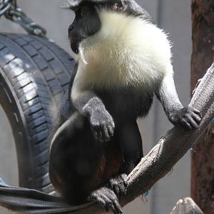 Diana monkey (Cercopithecus diana)