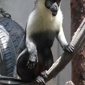 Diana monkey (Cercopithecus diana)