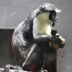 Diana monkey (Cercopithecus diana)
