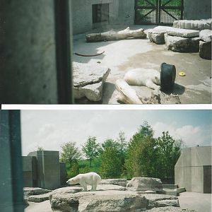 Polar Bears at Toronto - 2003