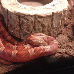another picture of the two-headed cornsnake