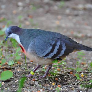 Bleeding heart pigeon/ Gallicolumba luzonica