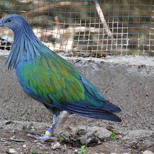 Nicobar pigeon/ Caloenas nicobarica