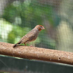 Paradise sparrow/ Amadina erythrocephala