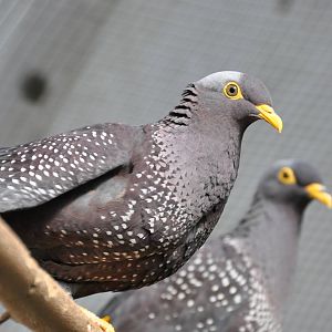 Olive pigeon/ Columba arquatrix