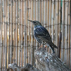 Starling/ Sturnus vulgaris