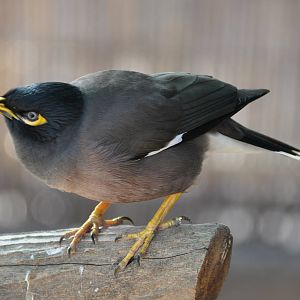 Common mynah/ Acridotheres tristis