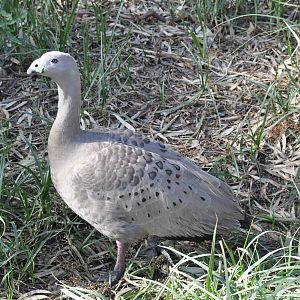Cape Barren goose / Cereopsis novaehollandiae