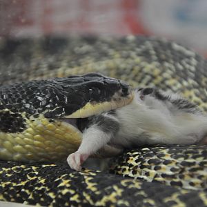 Eastern four-lined ratsnake/ Elaphe quatuorlineata sauromates