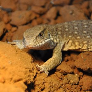 Savanna monitor/ Varanus exanthematicus