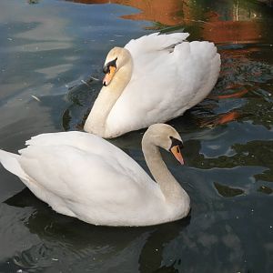 Mute swan/ Cygnus olor