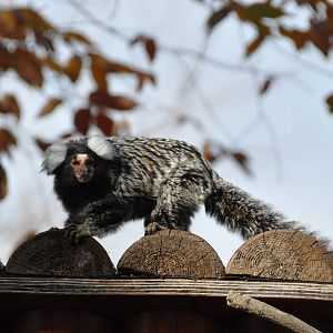 Common marmoset/ Callithrix jacchus
