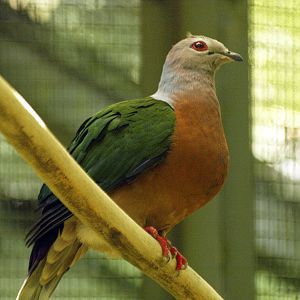 Purple-tailed Imperial pigeon
