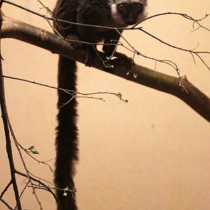 White-fronted Brown Lemur (Eulemur albifrons)