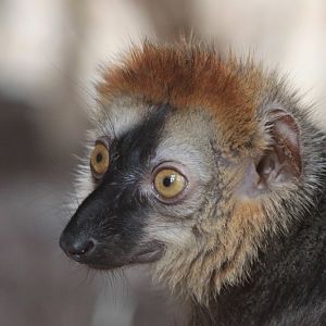 Rufus Brown Lemur (Eulemur rufus) male