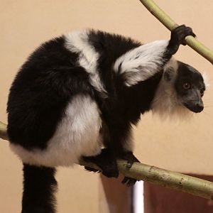 White-belted Ruffed Lemur (Varecia variegata subcincta)