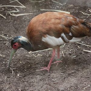 Madagascar Crested Ibis (Lophotibis cristata urschi)