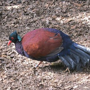 Pheasant Pigeon in Tropical House