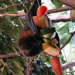 Rodrigues Fruit Bat in Tropical House