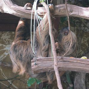 Linne`s Two-Toed Sloth 2012
