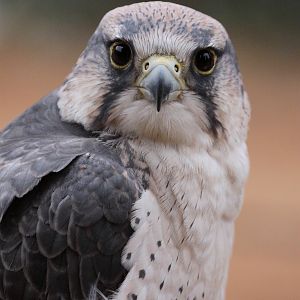 Lanner Falcon (Falco biarmicus)