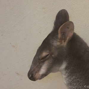Dusky Pademelon (Thylogale brunii)